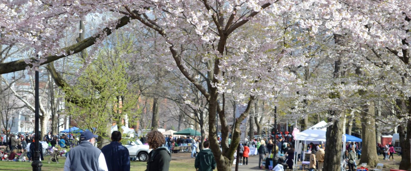 Wooster Square Cherry Blossom Festival